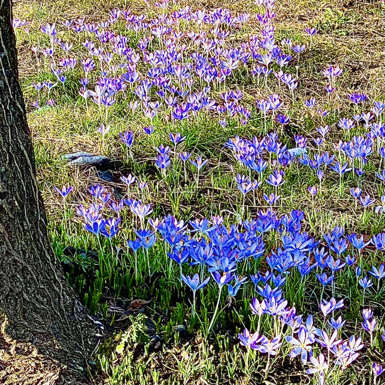 Flower Smiles